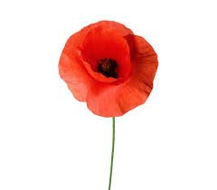 tecchurch's tweet photo. This Remembrance Sunday we will be starting our service at 10.55am as we begin with a 2 minute silence. #timetoremeber https://t.co/UBfY8Uec00