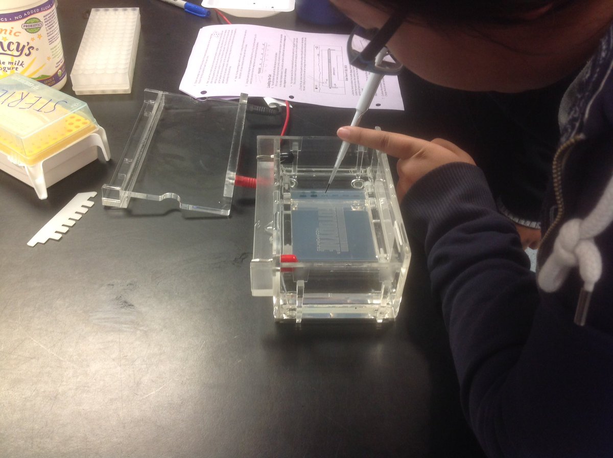 LynbrookBiology's tweet photo. DNA Gel Electrophoresis Today in AP Biology.  👩🏻‍🔬👨‍🔬Great Job future Scientists!!! #lynbrookhs,#lhs, #lynbrookBiology https://t.co/DRukHoEZfg
