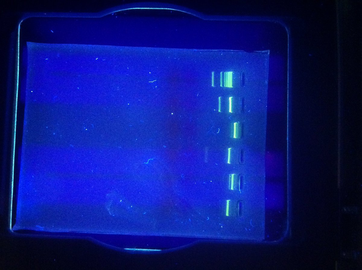 LynbrookBiology's tweet photo. DNA Gel Electrophoresis Today in AP Biology.  👩🏻‍🔬👨‍🔬Great Job future Scientists!!! #lynbrookhs,#lhs, #lynbrookBiology https://t.co/DRukHoEZfg
