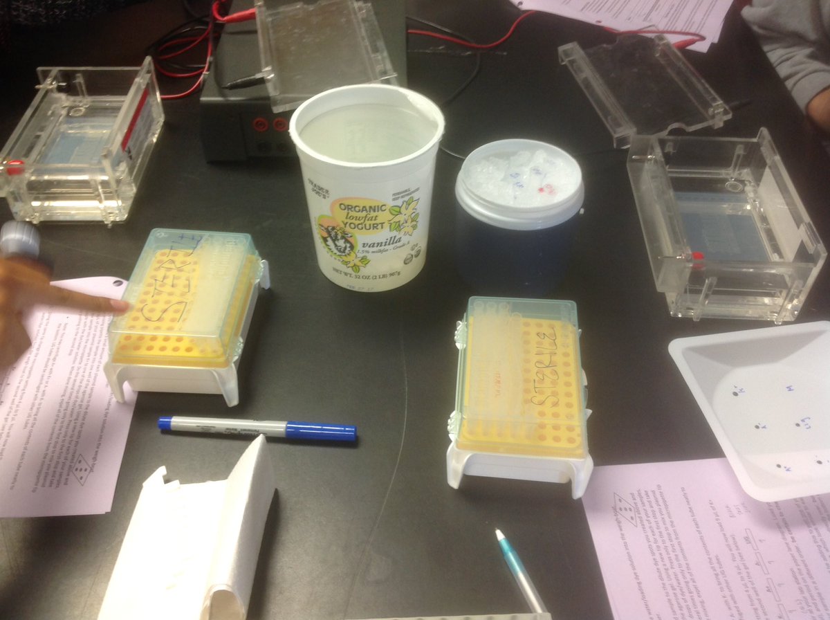LynbrookBiology's tweet photo. DNA Gel Electrophoresis Today in AP Biology.  👩🏻‍🔬👨‍🔬Great Job future Scientists!!! #lynbrookhs,#lhs, #lynbrookBiology https://t.co/DRukHoEZfg