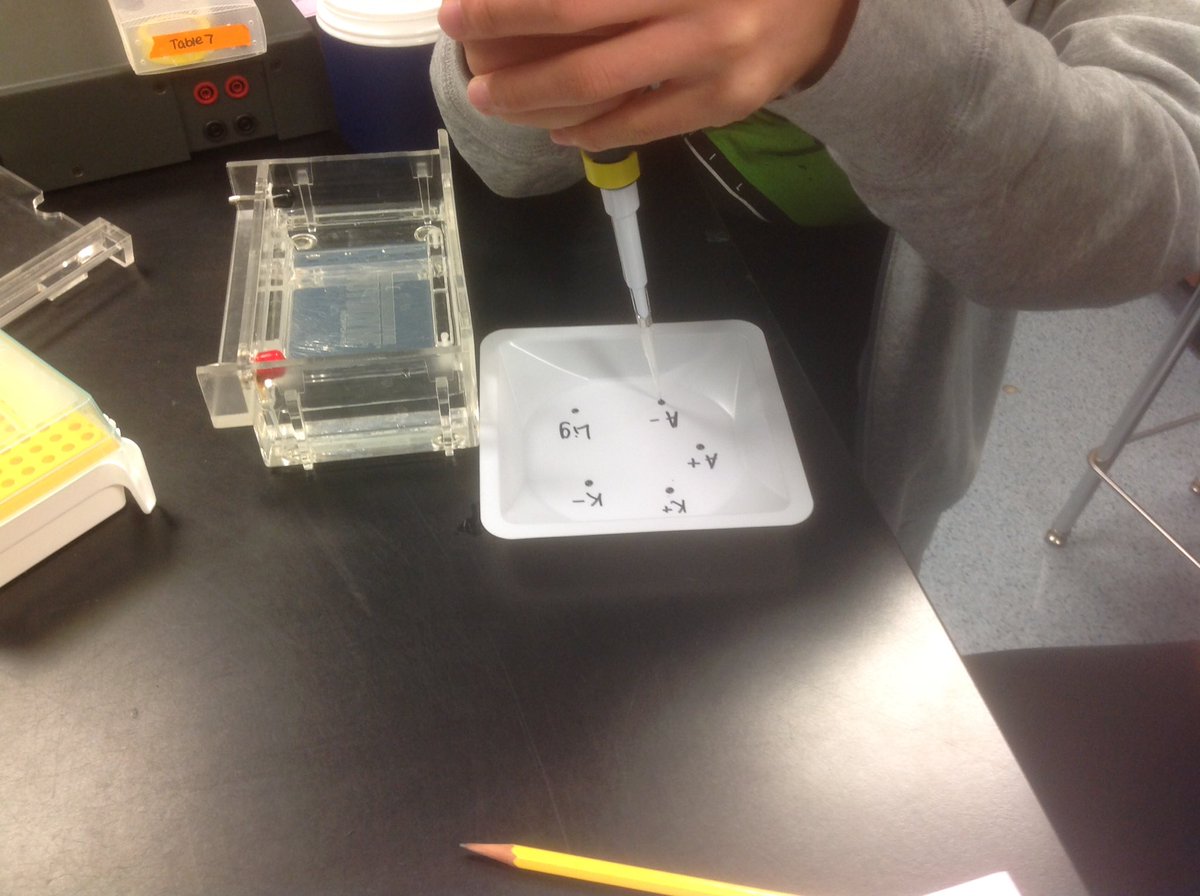 LynbrookBiology's tweet photo. DNA Gel Electrophoresis Today in AP Biology.  👩🏻‍🔬👨‍🔬Great Job future Scientists!!! #lynbrookhs,#lhs, #lynbrookBiology https://t.co/DRukHoEZfg