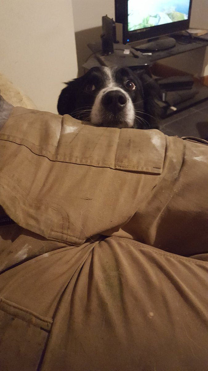 Misty_Mad_Moo's tweet photo. Look at this face. My face. I is scared. Please stop the fireworks. Go to displays. My dad is worried. #farmissues https://t.co/yv5WZiHfuG