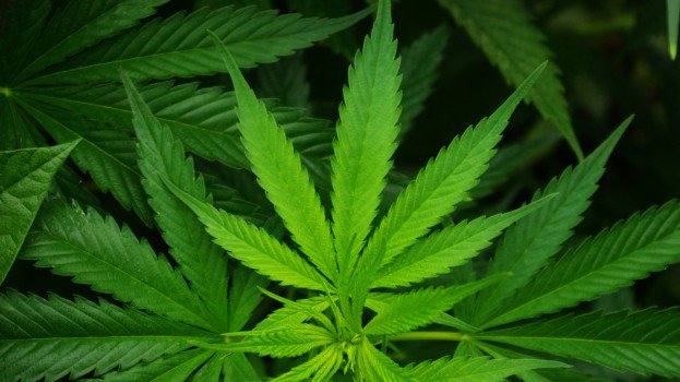 The Coalition for Responsible Cannabis Branding has released proposed guidelines for cannabis marketing ow.ly/lYSr30grTkL