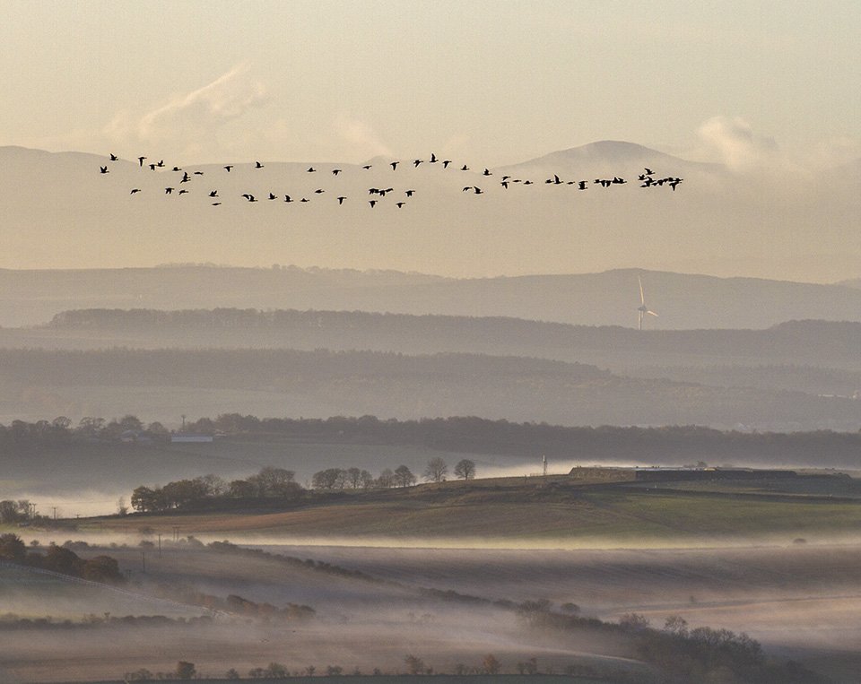 CountrysideBen's tweet photo. Geese over #Fife this morning. https://t.co/ZSw47RYKl2