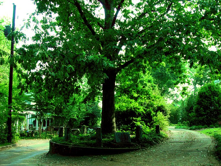 RootCauseLLC's tweet photo. A tree in Athens, Georgia legally owns itself. Its owner, Professor Jackson, out of love for the great oak, during 1800s deeded to the tree ownership of itself and the land within eight feet of it on all sides
#trees #treefacts https://t.co/9dOYsvL1wb
