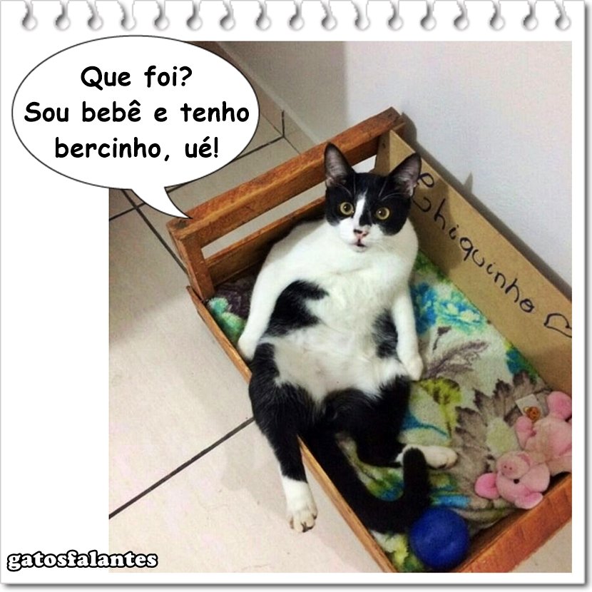 gatosfalantes's tweet photo. #valeapenaverdenovo #gatosfalantes #visitante #chiquinho #bercinho #bebê #gatos #gatoslindos #gatosfofos #amogatos #euamogatos
⠀
Chiquinho é https://t.co/5ohFgj5cm1