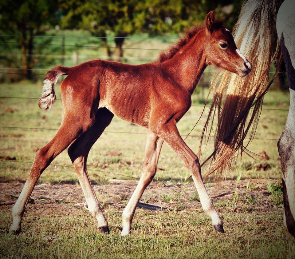 funlovintabz's tweet photo. 3 week old filly.

#foxslowponies #foxslowlodge #australianponies https://t.co/kMOiAWss3Z