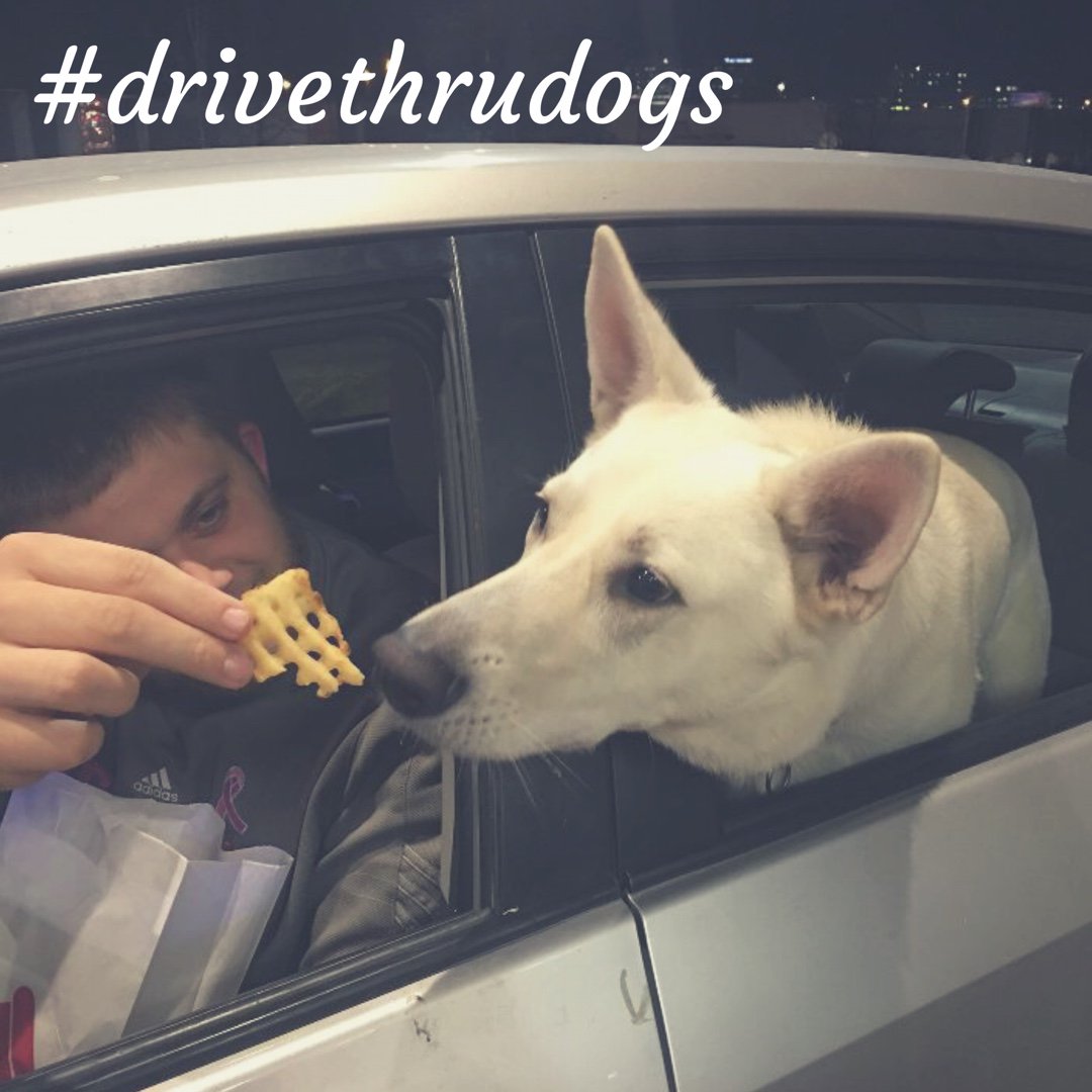 cfa76dodge's tweet photo. Caption this! #drivethrudogs https://t.co/KEutZKbZW9