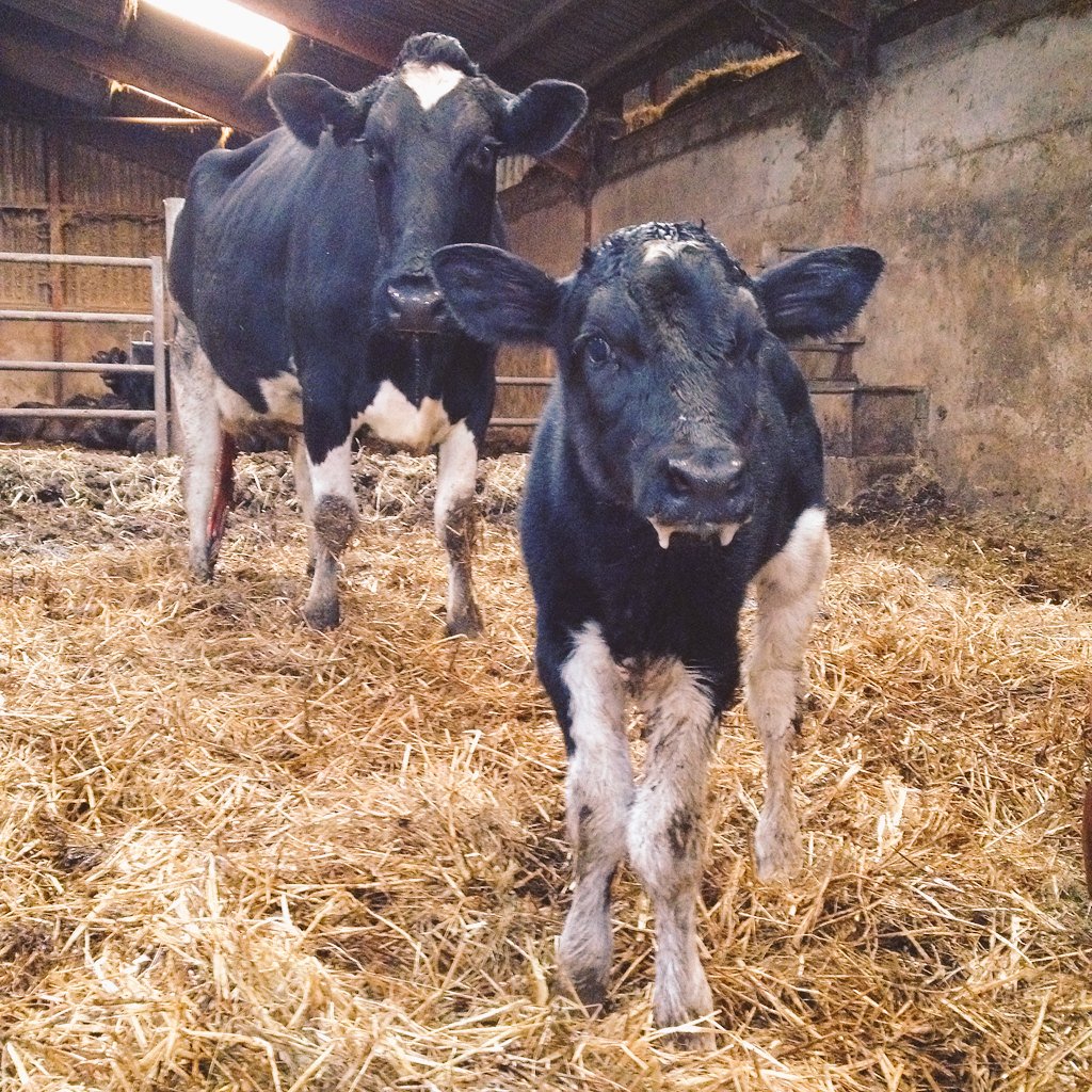 adgarleyfarm's tweet image. Like mother, like daughter our newest addition to the herd! #dairyfarming #calving17 #lovecows #teamdairy
