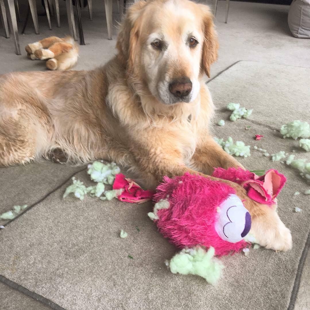 DestructionDogs's tweet image. Title: 'Guilt, remorse. It's what separates us from the cats'⠀
Artist: Sherman⠀
Materials: Plush teddy⠀
Credit: @Shermandiesel⠀
#destructiondogs #doggo #dog #dogsofmelbourne #puppy #pup #PleaseForgiveMe #cute #goldenretriever