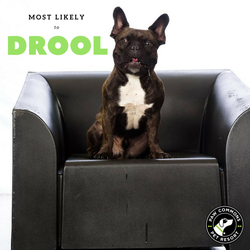 PawCommons's tweet photo. This pup thinks drool is cool! π #PawCommons #RollCallWednesday #DogsofTwitter #DogsofSanDiego #SanDiego https://t.co/GN7saLFBsl
