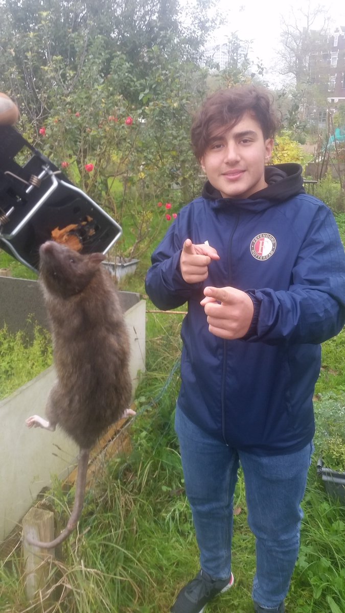 proefpark's tweet photo. Hamza zegt: voorkomen is beter dan genezen. Ruim etensresten op. Disclaimer: deze rat werd gevangen door @Stadsbeheer010 niet door @creatiefbeheer , wij ruimen slechts op. #creatiefbeheer #tmbotu #rattenparadijs #tuinmanindewijk https://t.co/BmWEBsyJD6