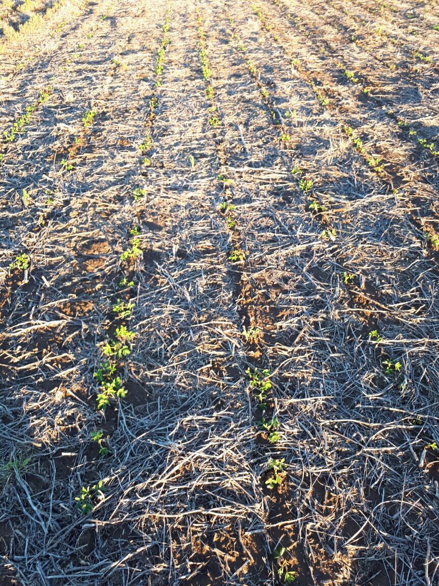 luirodriguez23's tweet photo. Hoy post MAM visitamos los ensayos de #Bayer #SeedGrowth en Mani realizados en conjunto con AGD. #CreatePro #CreateProMax #Sunato https://t.co/Azm33QYhis