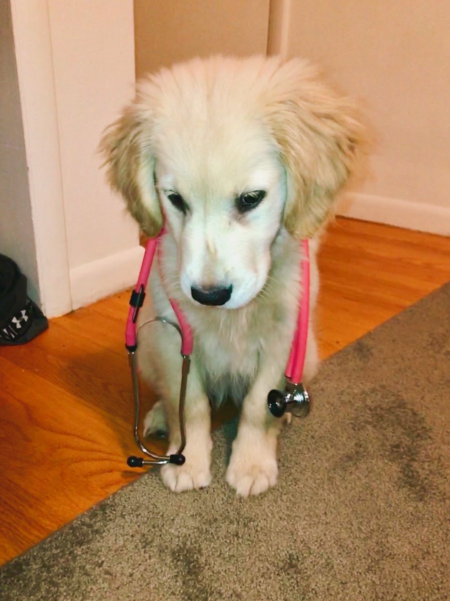 eherndon95's tweet photo. “Hi, I’m Sadie and I’m going to be your nurse for the day.” 😍 https://t.co/fwiWua2tvZ