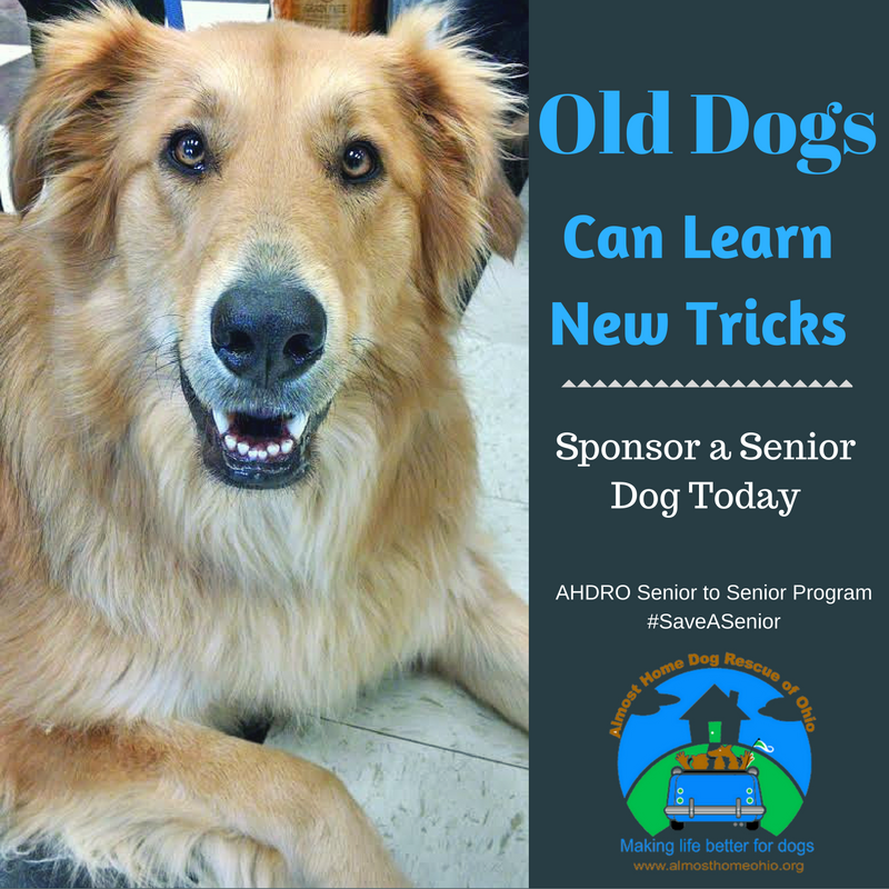 Almosthomeohio's tweet photo. November is Senior Pet Month! #SaveASeniorDog #Senior2Senior https://t.co/ll4H89sYFN