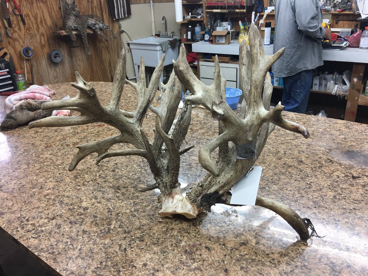 morganbow1254's tweet photo. Saw this Rack at the taxidermist, free range or high fence? https://t.co/GEAwLswEoX