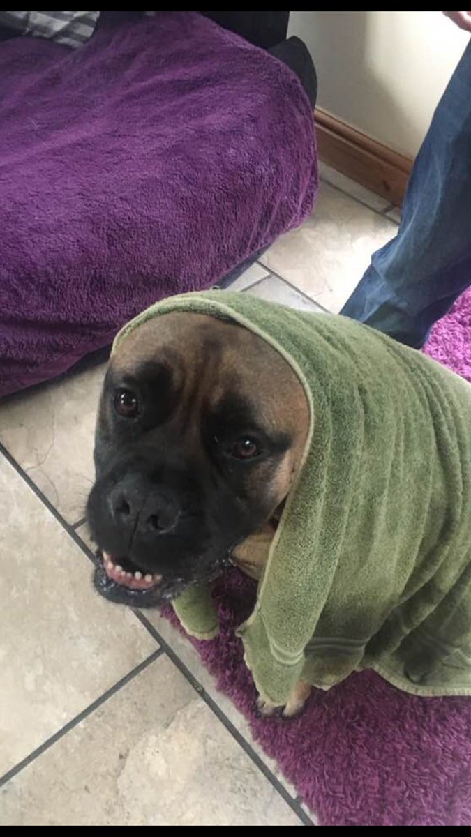 JustinMawby's tweet photo. Et aka dexter from large breed dog rescue #VIPDec2017 https://t.co/oXqT2zkgkp