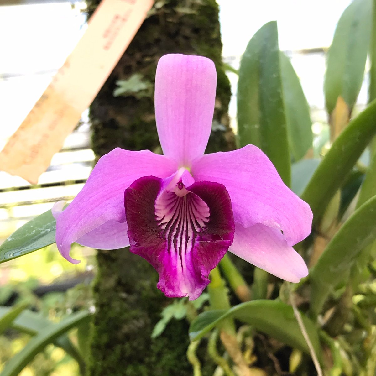 森水木のラン屋さん 宮川洋蘭 カトレア原種 ダイアナ Cattleya Dayana 森水木のラン屋さん カトレア カトレヤ 洋蘭 洋ラン 着生植物 着生蘭 着生ラン 花のある暮らし 蘭 Orchid Orchids Cattleya T Co Dzmn9pup7u 森水木のラン屋さん 宮川洋蘭 カトレア原種 ダイアナ Cattleya Dayana 森水木のラン屋さん カトレア カトレヤ 洋蘭 洋ラン 着生植物 着生蘭 着生ラン 花のある暮らし 蘭 Orchid Orchids Cattleya T Co Dzmn9pup7u