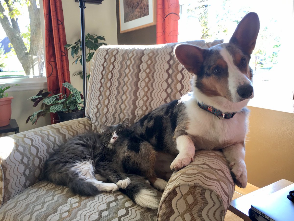 DevyntheCorgi's tweet image. #sharing #thisismychair #catanddoglove