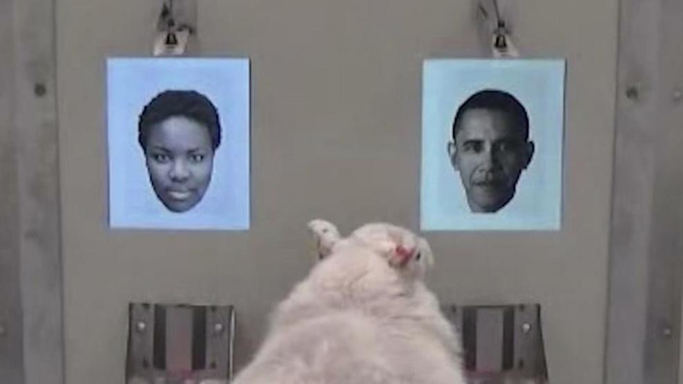 KATUNews's tweet photo. Sheep can recognize Baaaa-rack Obama's face, new study shows
https://t.co/kj7uiPQnPB https://t.co/wPuNrudBho
