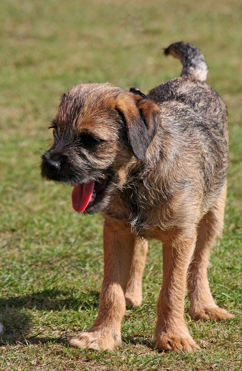 UKUSCAdoggie's tweet image. Border Terriers rock!
#borderterrier #populardogs  #myfavoritedogbreed