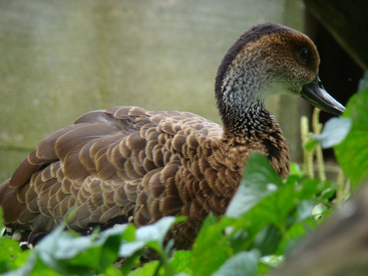 Ripley_ducks's tweet photo. Happy #WaterfowlWednesday! Meet Havana, a West Indian Whistling Duck #lrwc https://t.co/6TS987wqYK
