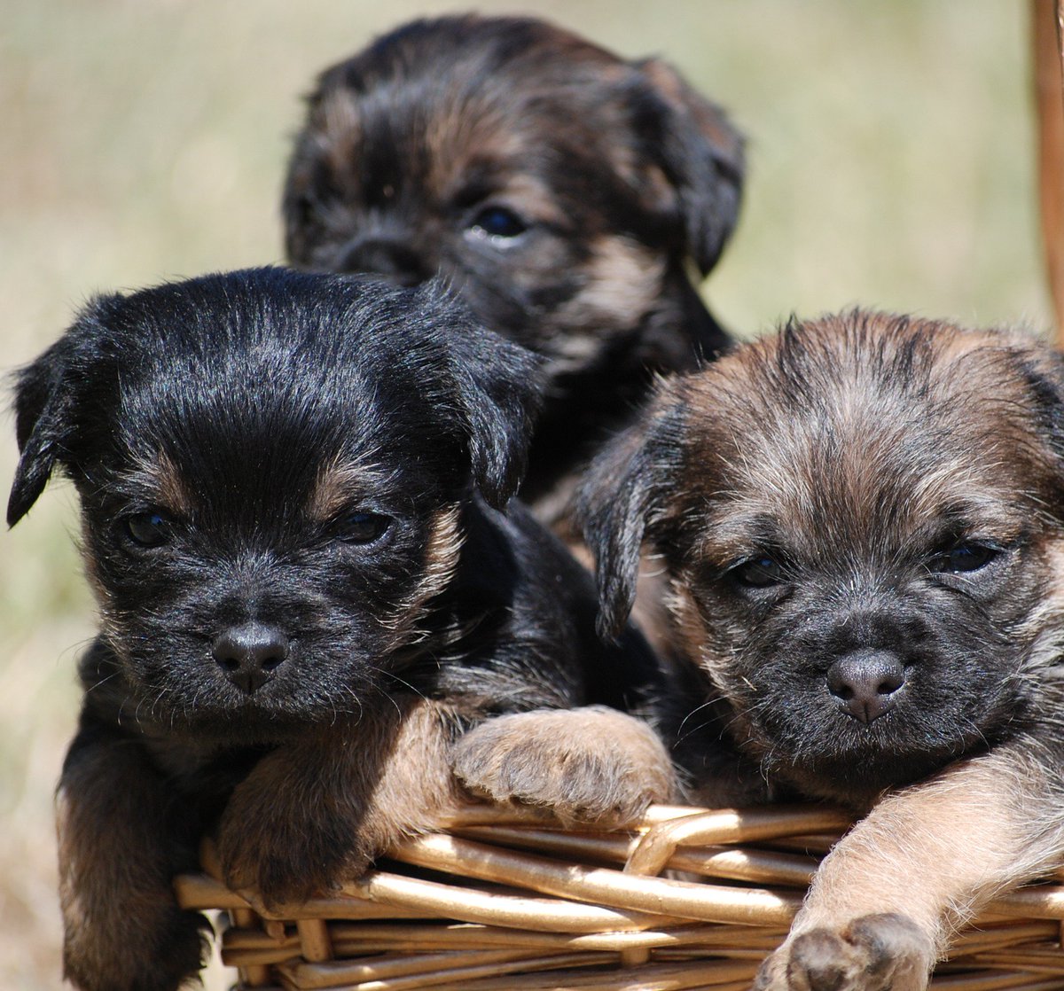 UKUSCAdoggie's tweet image. Border Terriers rock!
#borderterrier #populardogs  #myfavoritedogbreed
