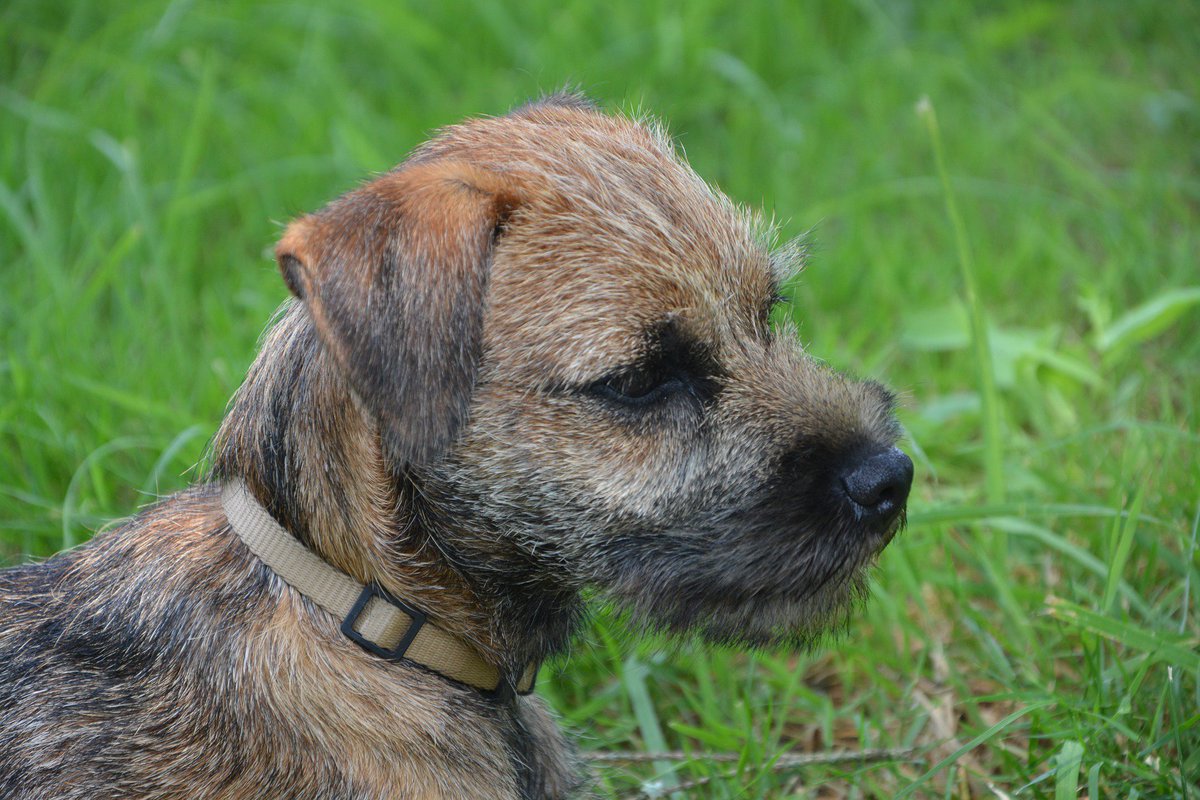 UKUSCAdoggie's tweet image. Border Terriers rock!
#borderterrier #populardogs  #myfavoritedogbreed