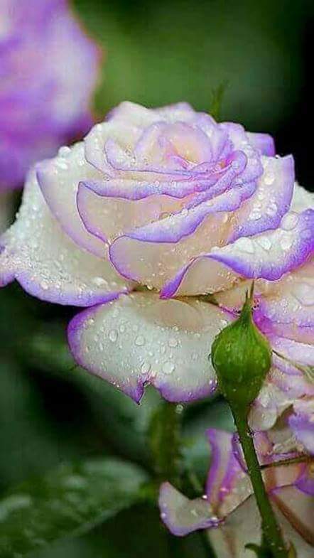 mysarahdolly's tweet photo. ~ HAVE A GREAT LIFE ~
#flower #rose #quote #life
#blessing #butterfly https://t.co/NyK95pbI75