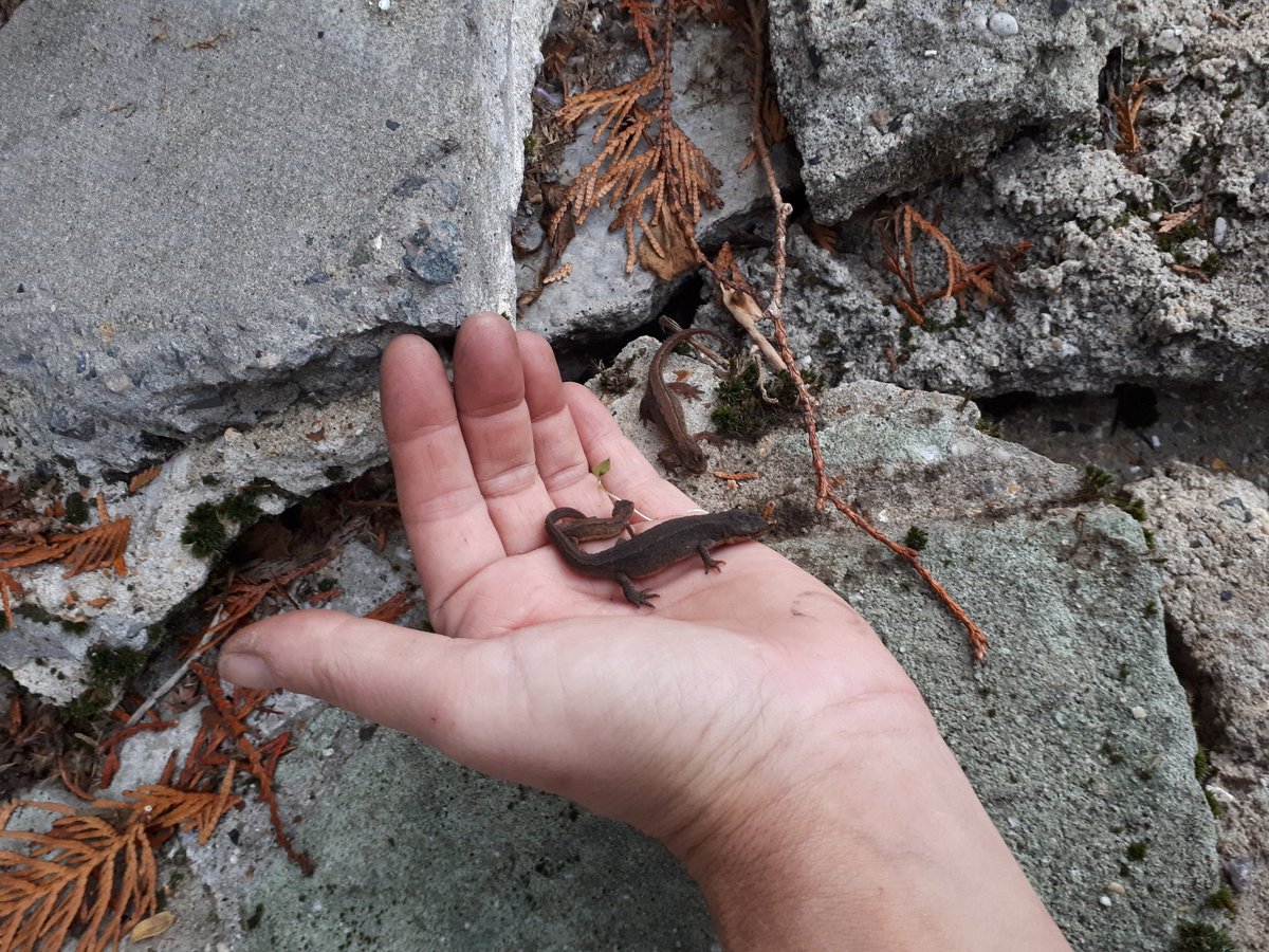 3r4cey's tweet photo. Finding wildlife in the garden 😍 https://t.co/4WI24bCw2i