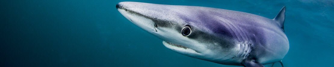 MorrisLeigh's tweet photo. Excellent @mcsuk AGM this evening - particularly talks from @Ben_garrod and @BBCEarth #BluePlanet2 production team @Sarah__Conner #MCS2017 #Fascinating #Inspiring https://t.co/LiJcAhcIAl