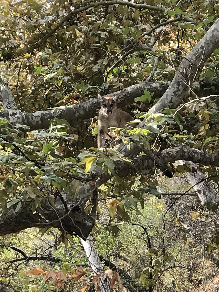 Lauris Liberts tweet media