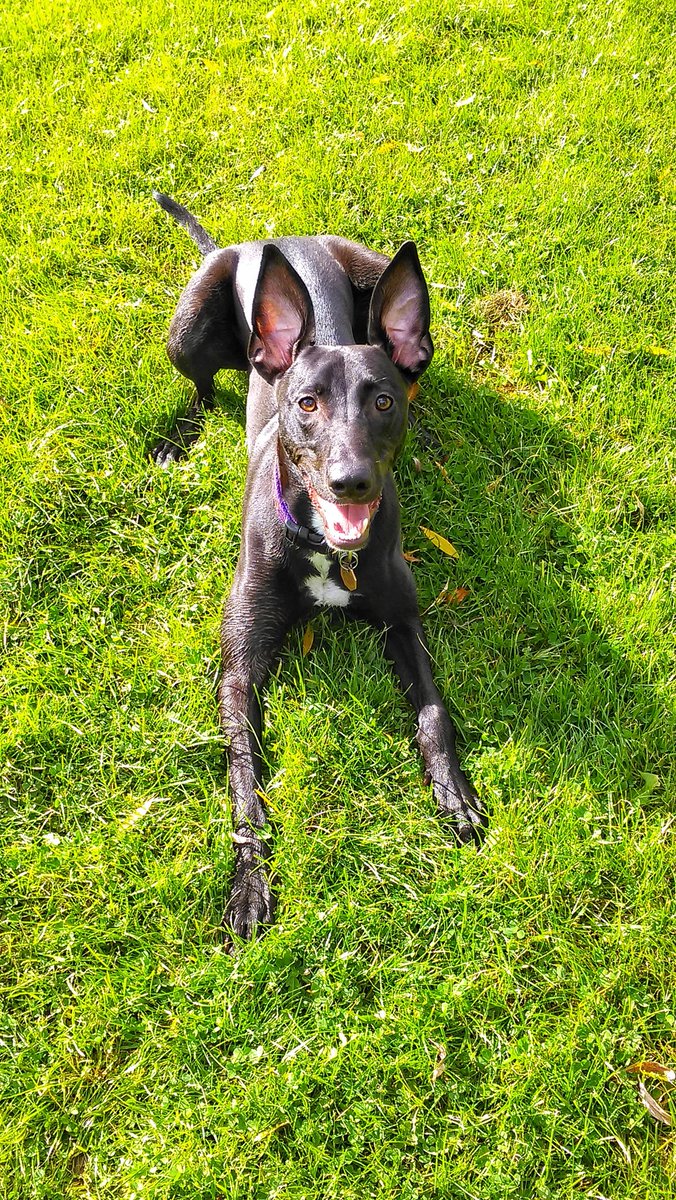 Fabapocalypse's tweet photo. @PetsatHome #VIPDec2017 @PetsatHome Harley, lurcher pup from Southern Lurcher Rescue https://t.co/jH8WKpVckf