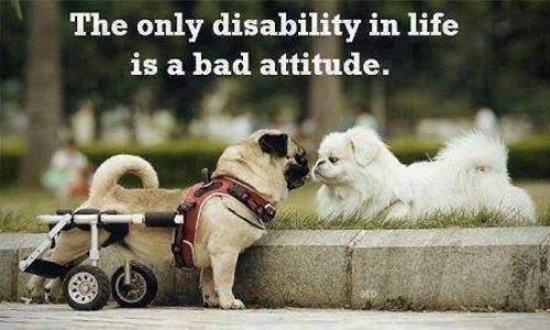 jwmystical's tweet photo. It's obvious this little guy has a Great #Attitude.  Help support #PetProsthesis Every "Pet Kid" deserves a chance to #Run #Love #Live #Life to their fullest!   #Pets #Animals #Dogs  #CutePets #walkingthedog  #jonispethangout.com https://t.co/cZjtbrG2eP