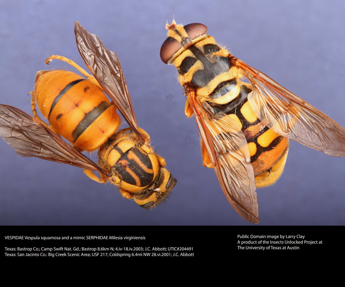 A southern yellowjacket with hoverfly mimic. New public domain image by Larry Clay!