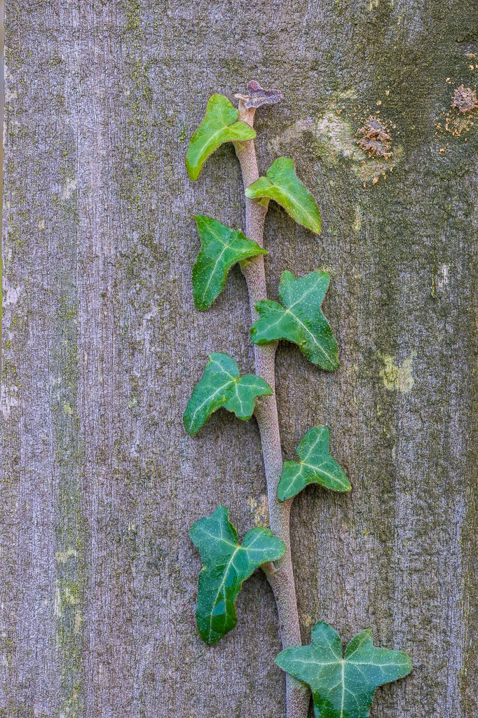 Botanics's tweet image. #ivy climbing on #fencepost