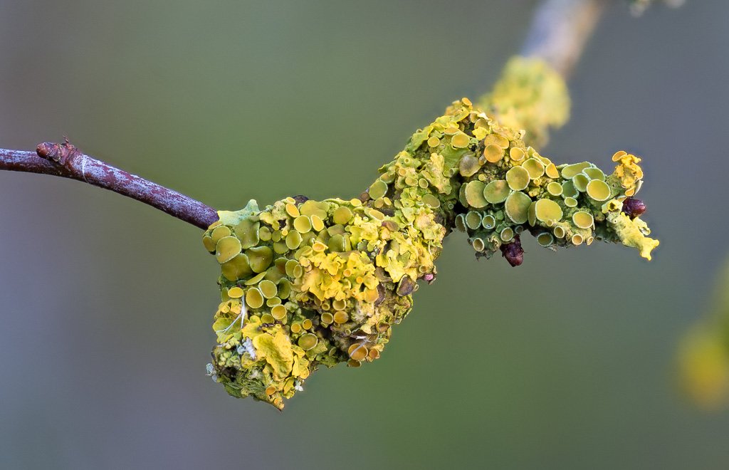 Botanics's tweet image. #lichen on #hawthorn