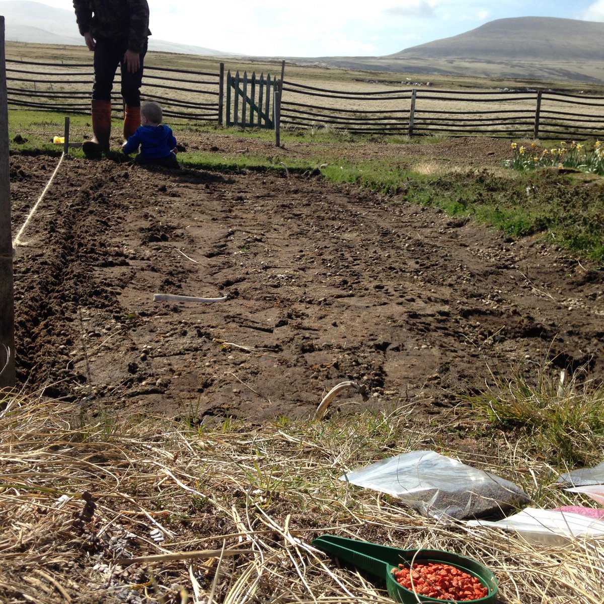 doyle_falklands's tweet photo. #garden #sun #plant #grow #falklands #falklandfarm #farming #self-sustainable #liveofftheland #vegetables #seeds https://t.co/UXoQS4WFrb