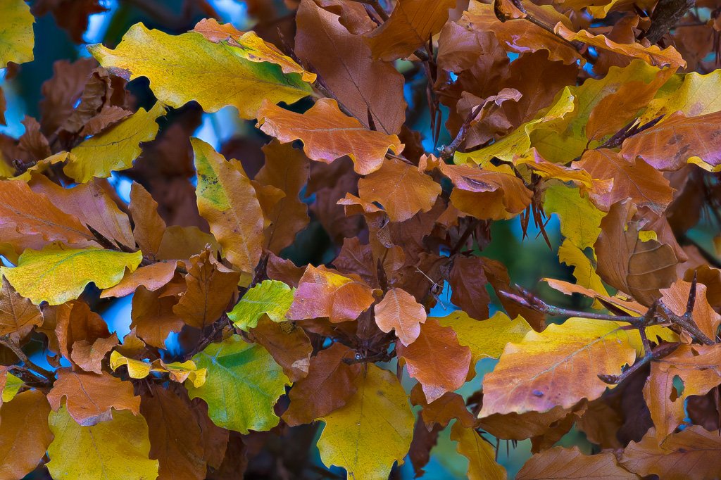 Botanics's tweet image. #beech #hedge #autumn #leaves