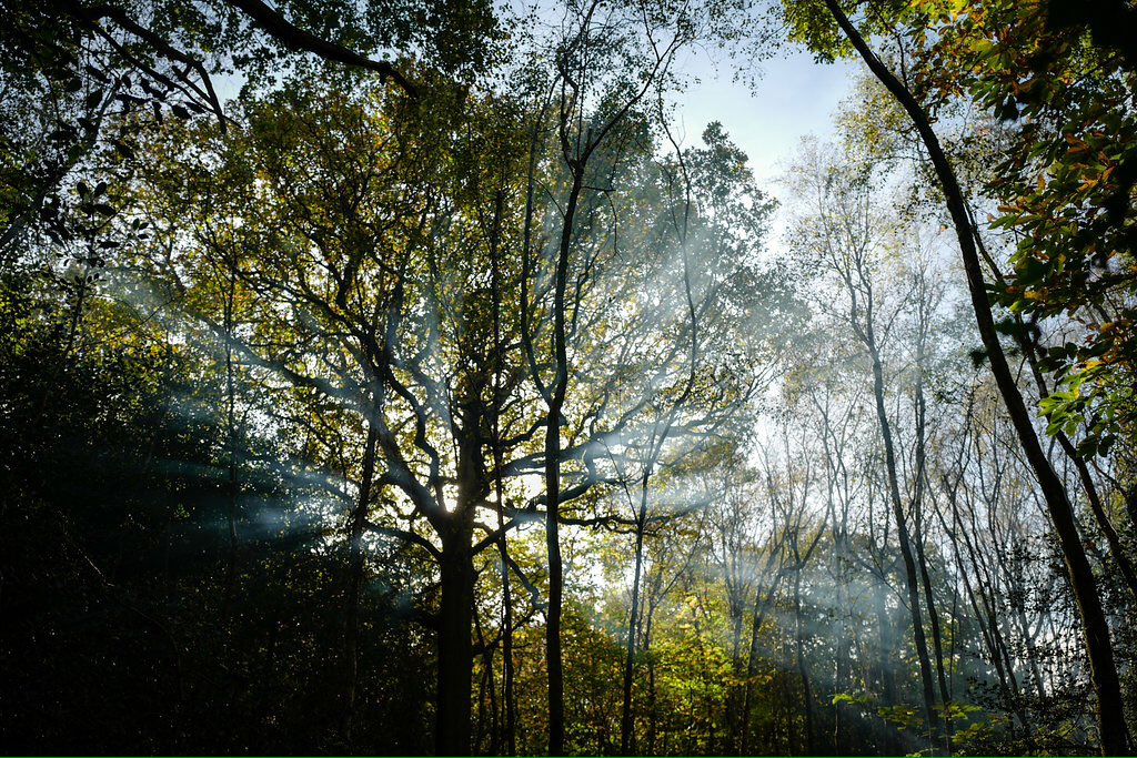 bigoakfs's tweet photo. Half term 🍁Photography by Torz Dallison 🎥 #forestschool #outdoorlearning #BOFS #bigoak #peerlearning #forest #halfterm #woodland #ancientwoodland #nature #photography #childhood #education #camoflage #survival #friendship #learningthroughplay #lewes #uckfield #brighton https://t.co/yFTXhwSrRX