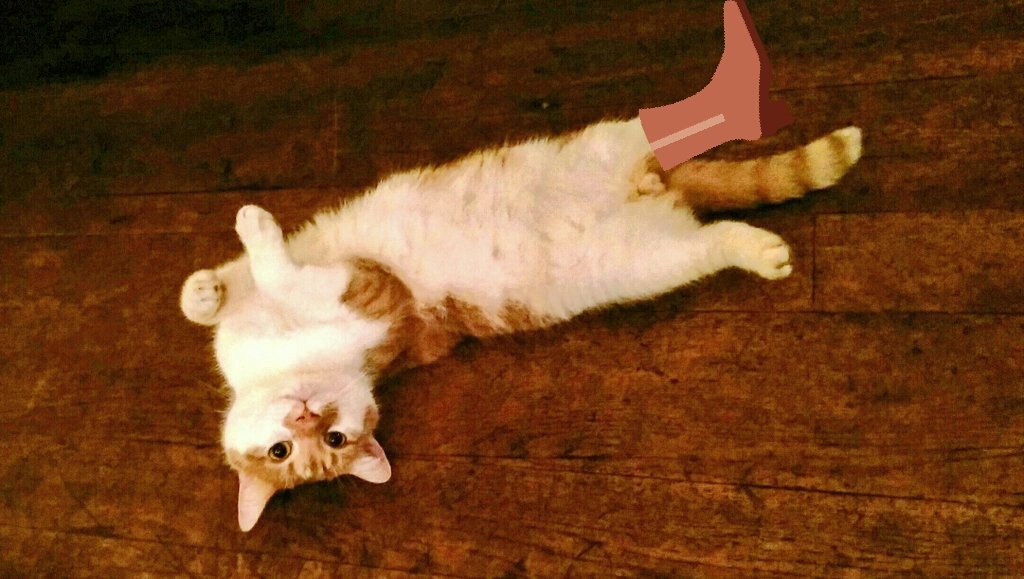 TheDespard's tweet photo. Puss in boot.
#PantoCat https://t.co/XjmlZSU3EQ