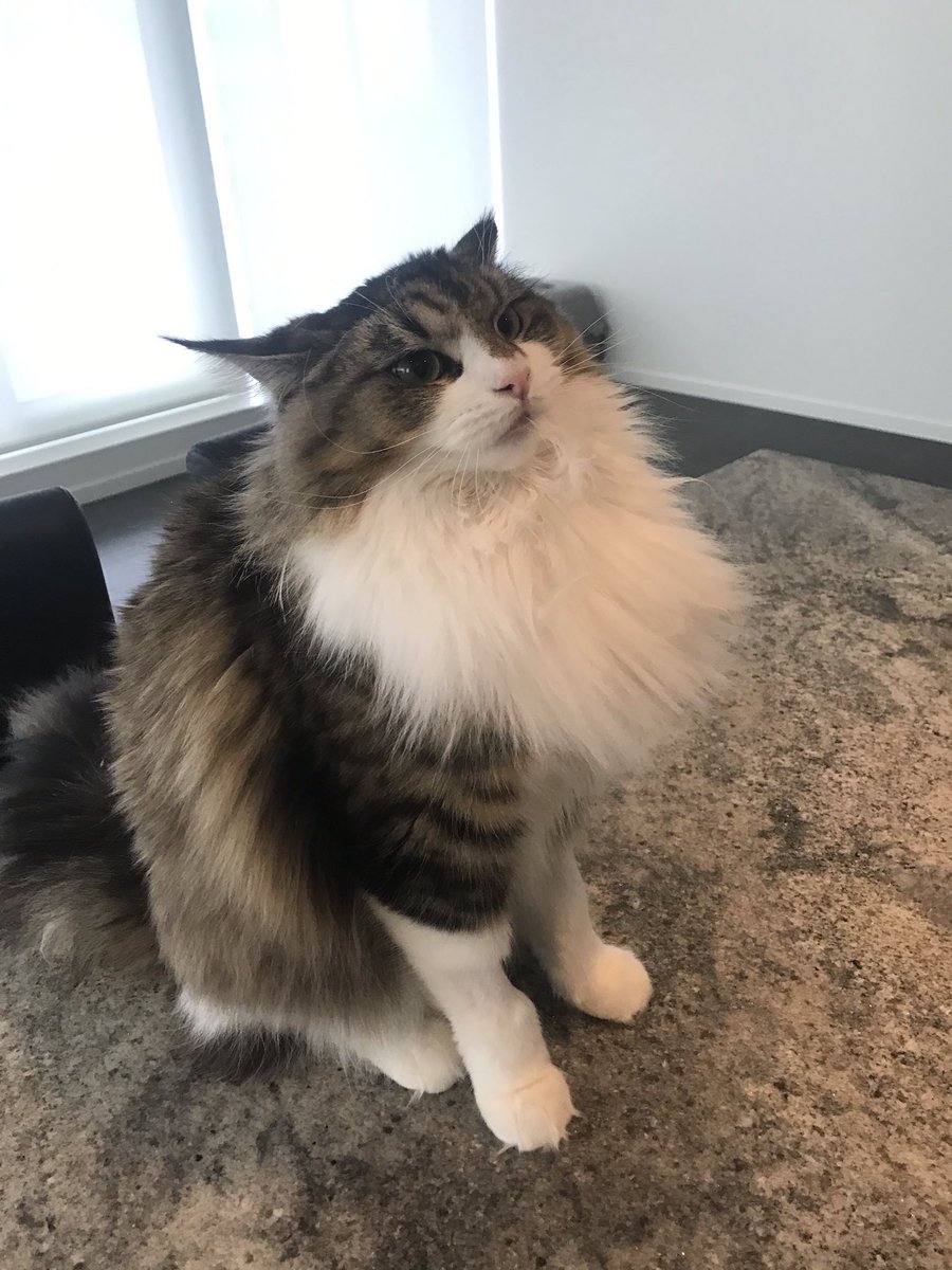 samararedway's tweet image. Miku mad at Andre lmao