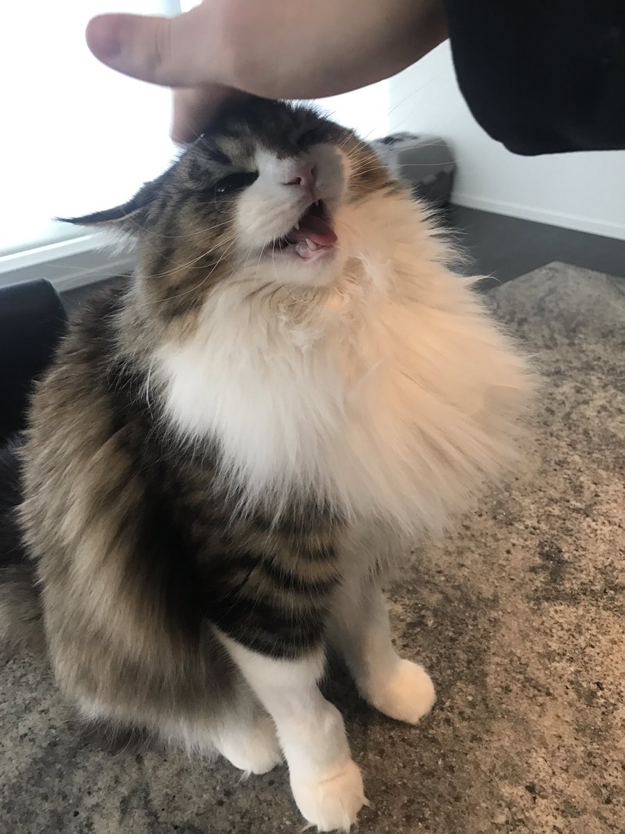 samararedway's tweet image. Miku mad at Andre lmao