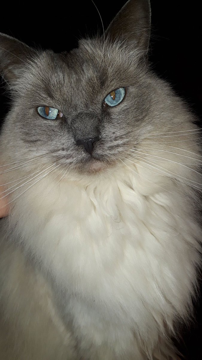 Pantalaimon18's tweet photo. My resting 'don't fuck with me' face. #CatsOfTwitter https://t.co/p4BOvVD6Bx