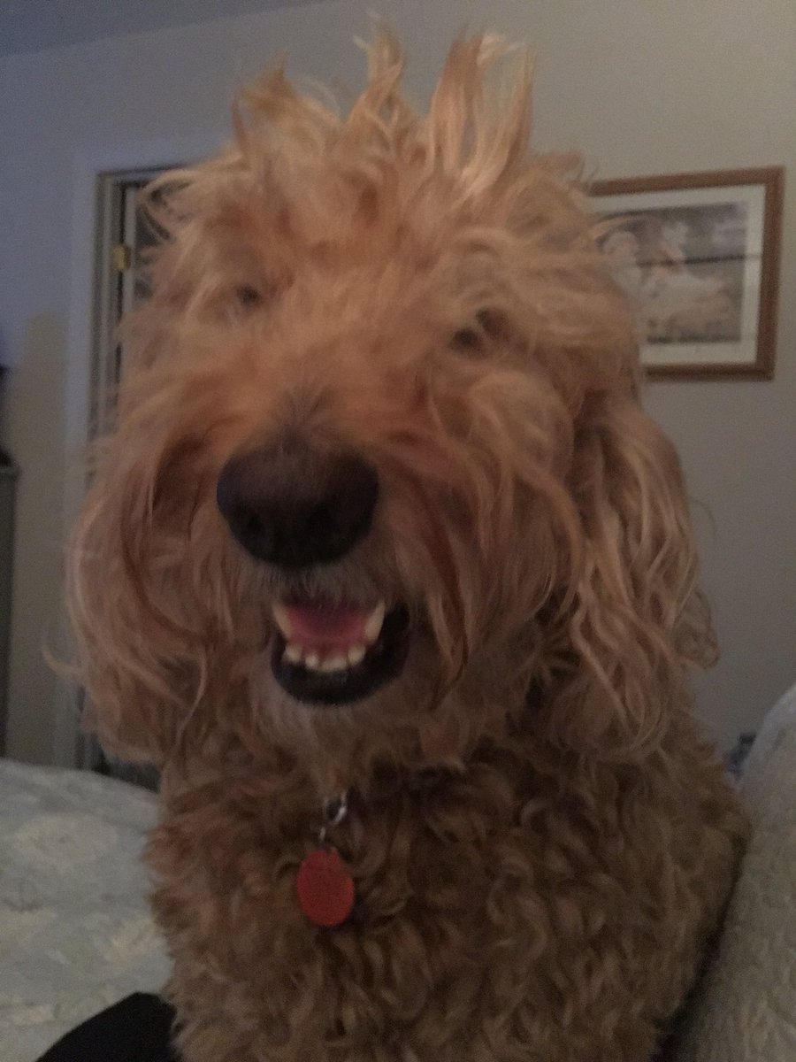 allydugg's tweet photo. Sometimes the best things come in messy packages 😂❤️ #timeforabath #goldendoodle #DogsofTwitter #mygirl #sidthedoodle #bedhead https://t.co/tqZIJClxa8