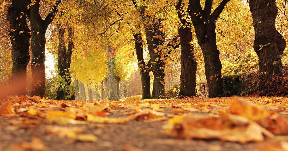RaiseAGreenDog's tweet photo. This is great! 🐕💚🌳🌎 Louisville is spending $14.5M to plant 8,000 trees in hopes of improving cardiovascular health https://t.co/C40V80xxBI https://t.co/SsOq9XWMgi