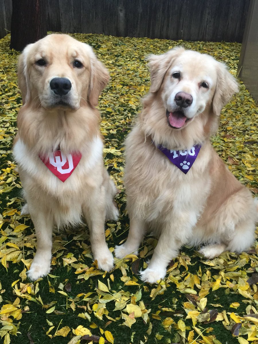 sarmath88's tweet photo. Is it Saturday yet? @CollegeGameDay @ESPNCFB @CFBONFOX#gofrogs #boomersooner #Big12 #biggame #bigimplications @drawsew https://t.co/lxOWc0qsBl