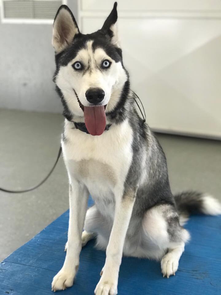 kaitlynskye's tweet photo. My boy is at school, and even though it’s only the second day (of THIRTY, y’all) the floodgates of my eyes opened up when I saw the they had put up this picture of him!! #MiloBlue https://t.co/cReZUlcB0k