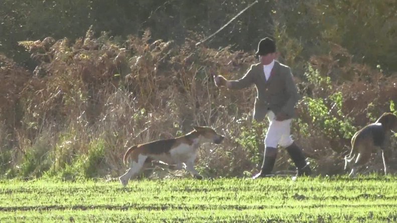 Fife Foxhounds' huntsman, Robert Howath, caught whipping a hound
ow.ly/wNg430gsdVc