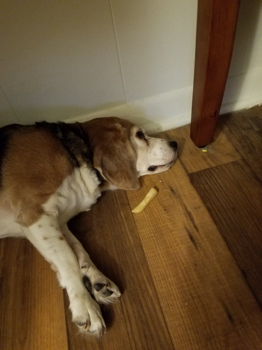 KimRathbone's tweet photo. She finally ate it🍟, but we're mopey 😕😢💔 #NoWalks #NoFurniture #3LongWeeks #IVDD sucks 💔😢 #Day3 https://t.co/W8pS3xRY2r